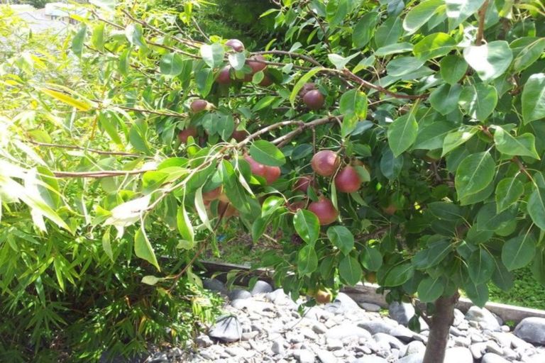 Photo of property in 303b Fenton Street, Thames, 3500