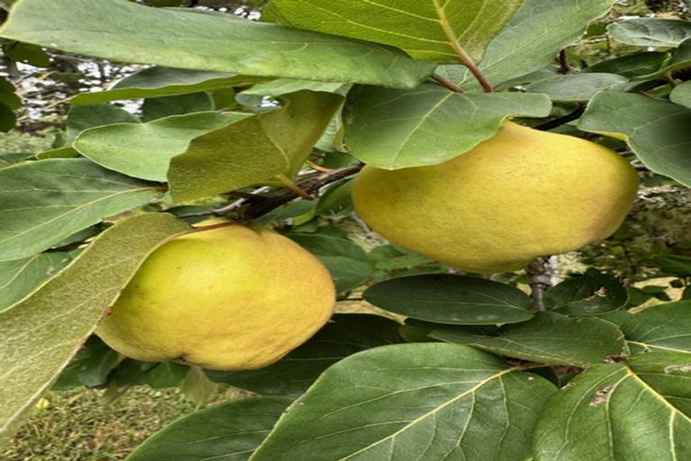 Photo of property in 487 Kanohi Road, Kaukapakapa, 0873