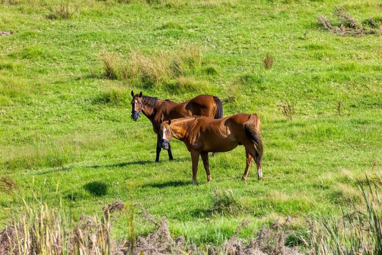Photo of property in 53 Tender Road, Dairy Flat, Albany, 0794