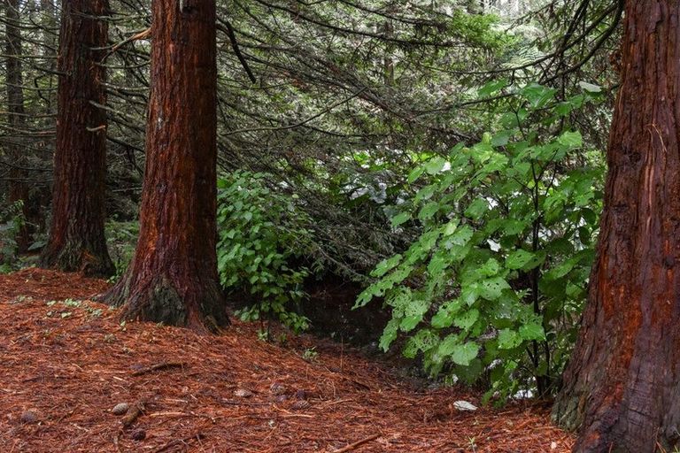 Photo of property in 14 Tupelo Place, Ohauiti, Tauranga, 3112