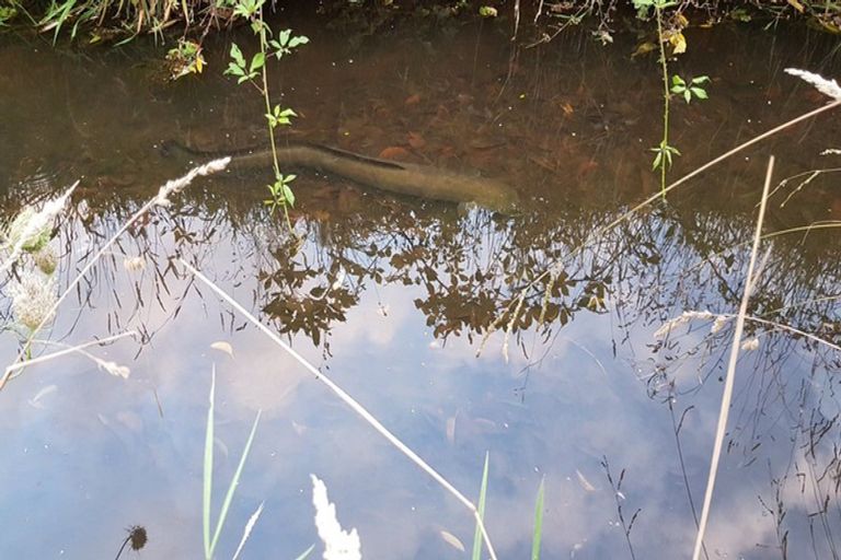 Photo of property in 56b Te Puna Road, Te Puna, Tauranga, 3174