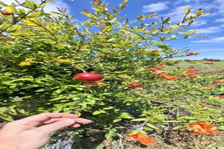 Photo of property in 49 Takahiwai Road, Ruakaka, 0171