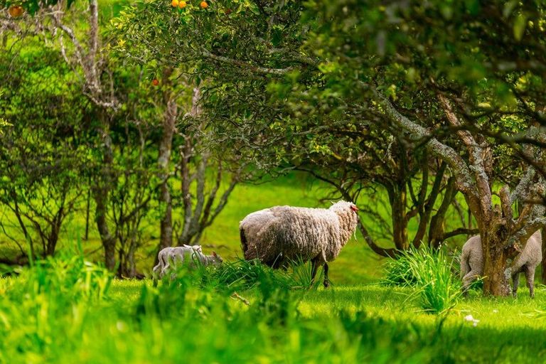 Photo of property in 325 Sandspit Road, Warkworth, 0982