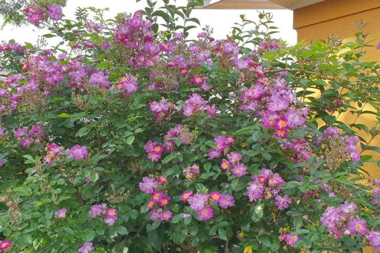 Photo of property in 7 Ripi Street, Kaikohe, 0405