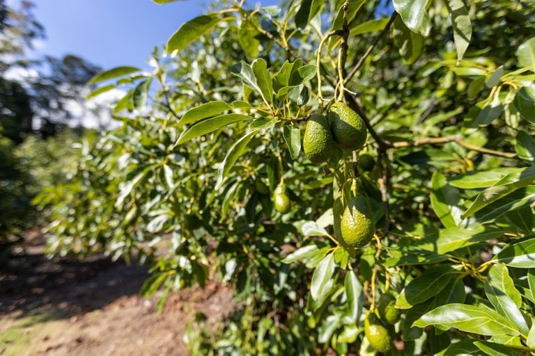 Photo of property in 63a Snodgrass Road, Te Puna, Tauranga, 3174