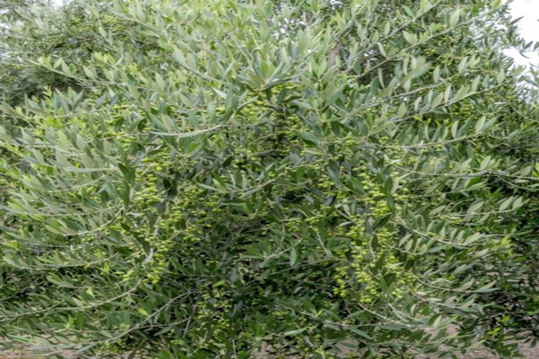 Photo of property in 22 Lethbridge Street, Feilding, 4702