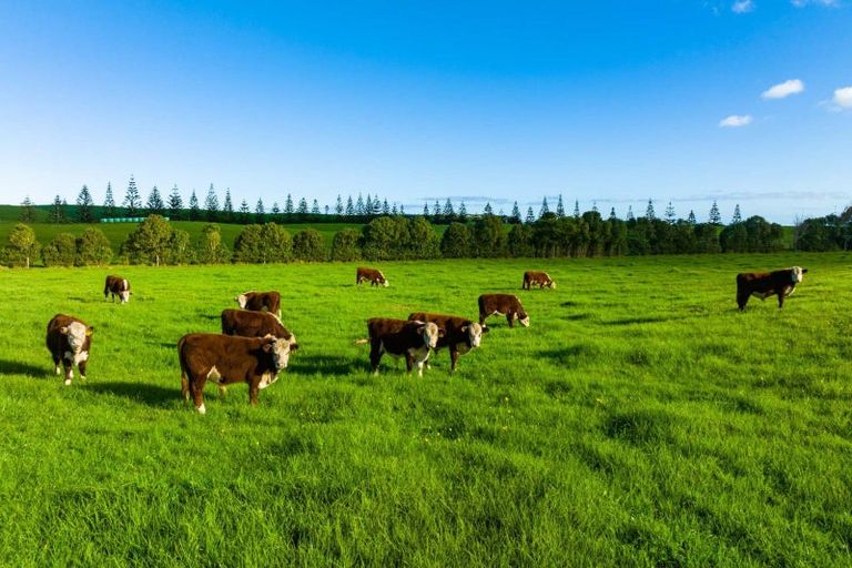 Photo of property in 1000 Redhill Road, Te Kopuru, Dargaville, 0371