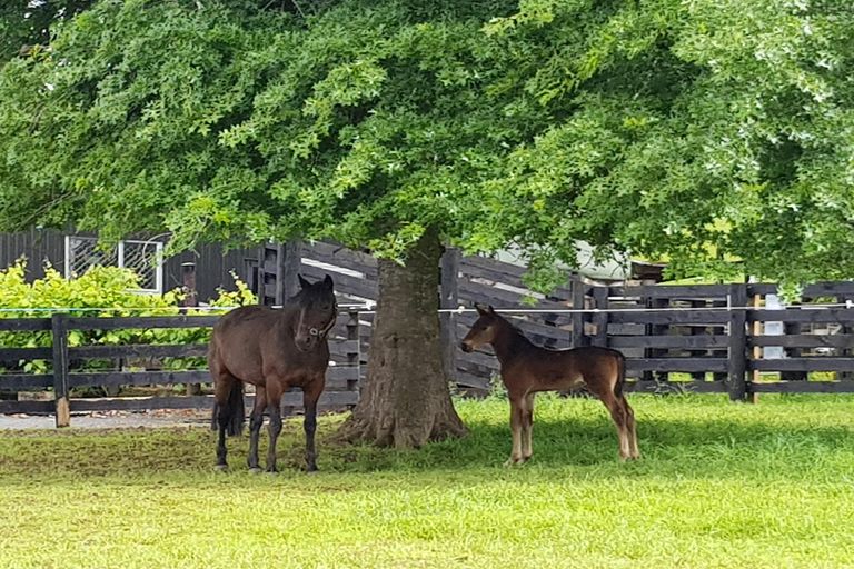 Photo of property in 67c Jericho Road, Pukekohe East, Pukekohe, 2677