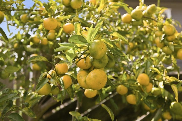 Photo of property in 11 Lincoln Terrace, Gate Pa, Tauranga, 3112