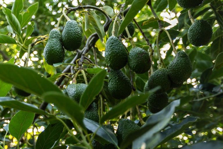 Photo of property in 91 Rea Road, Tahawai, Katikati, 3178