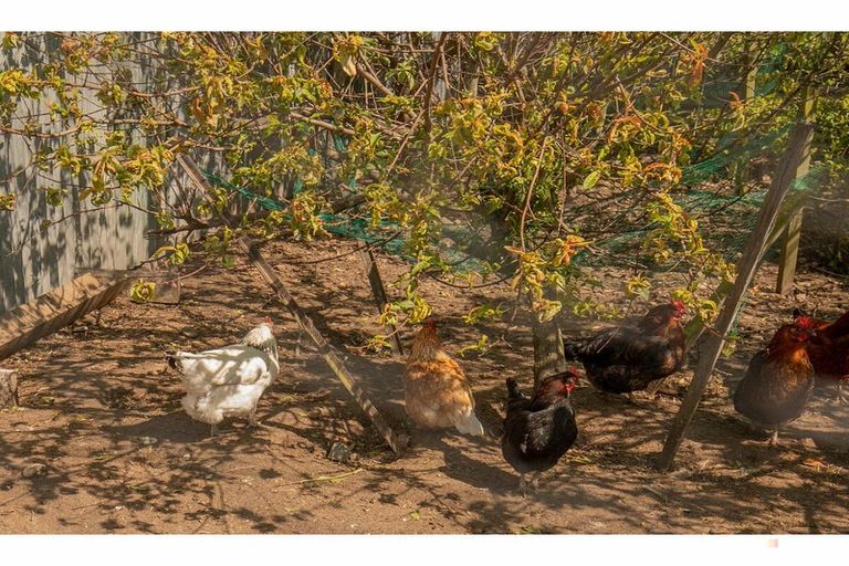 Photo of property in 347 Waimate Highway, Saint Andrews, Timaru, 7971