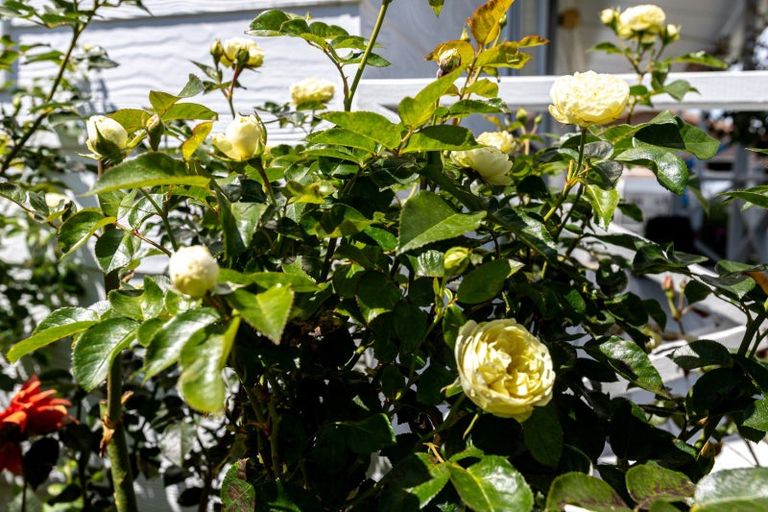 Photo of property in 15 Towers Street, Paeroa, 3600