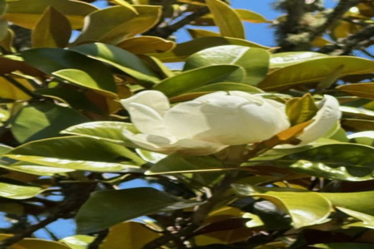 Photo of property in 487 Kanohi Road, Kaukapakapa, 0873