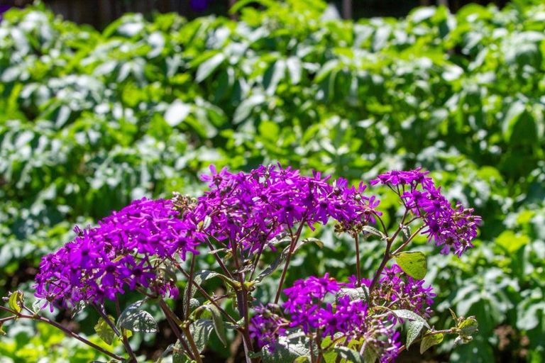 Photo of property in 9 Grosvenor Place, Katikati, 3129