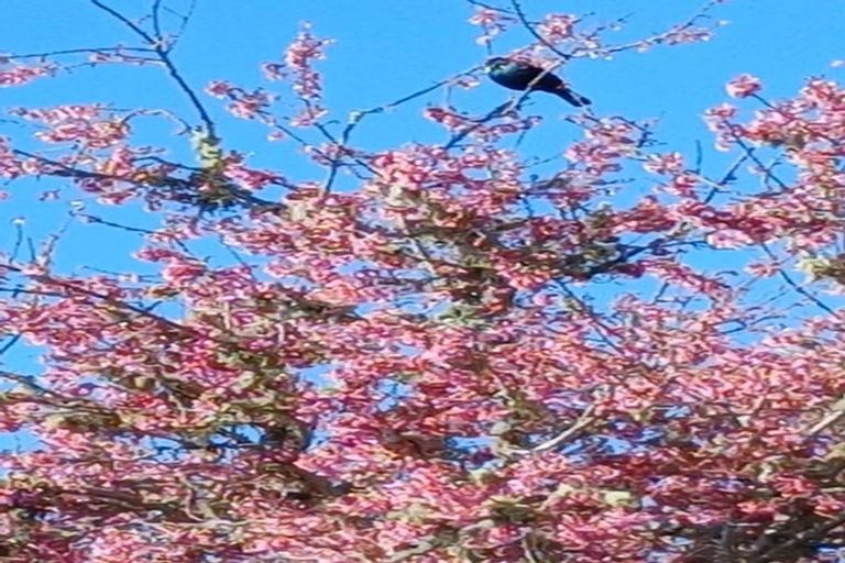 Photo of property in 6534 Matawai Road, Matawai, 4075