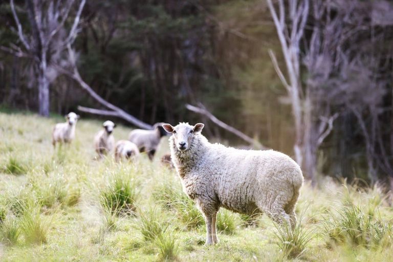 Photo of property in 114 O'brien Road, Coatesville, Albany, 0793
