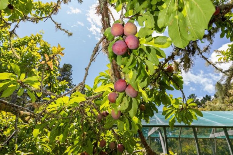 Photo of property in 704 State Highway 1, Wellsford, 0975