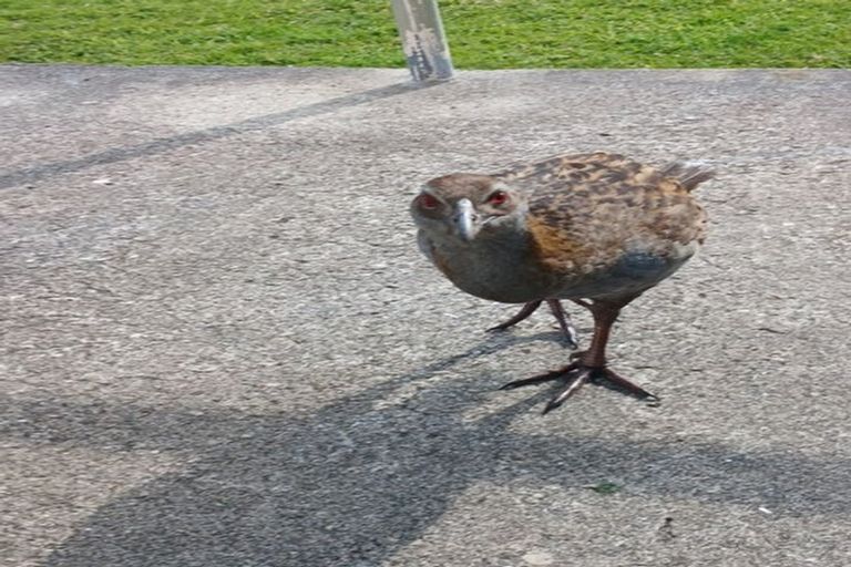 Photo of property in 6534 Matawai Road, Matawai, 4075