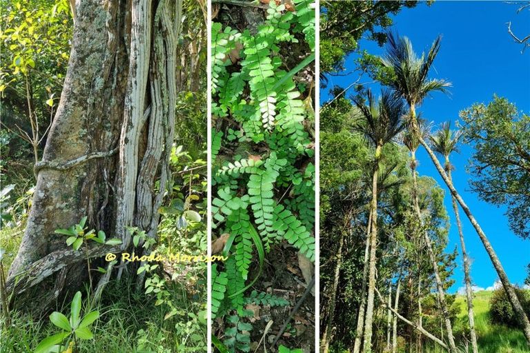 Photo of property in 47 Andrae Lane, Maungaturoto, 0587