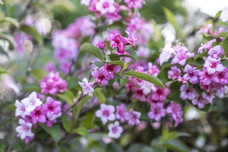 Photo of property in 20 Muscat Place, Henderson, Auckland, 0612