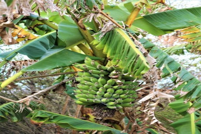 Photo of property in 451 Lusk Road, Ruawai, Matakohe, 0594