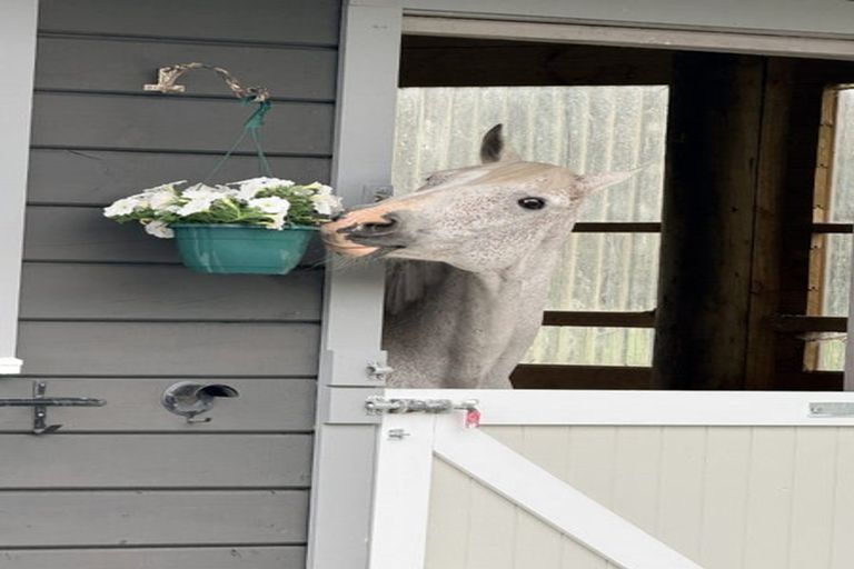 Photo of property in 28 Arcus Road, Te Horo, Otaki, 5582