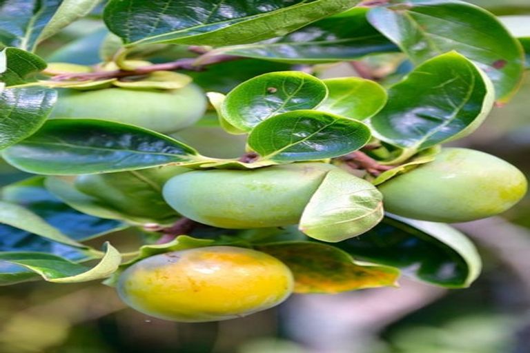 Photo of property in 11 View Road, Shelly Park, Auckland, 2014