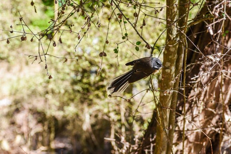 Photo of property in 2 Treetop Drive, Portobello, Dunedin, 9014