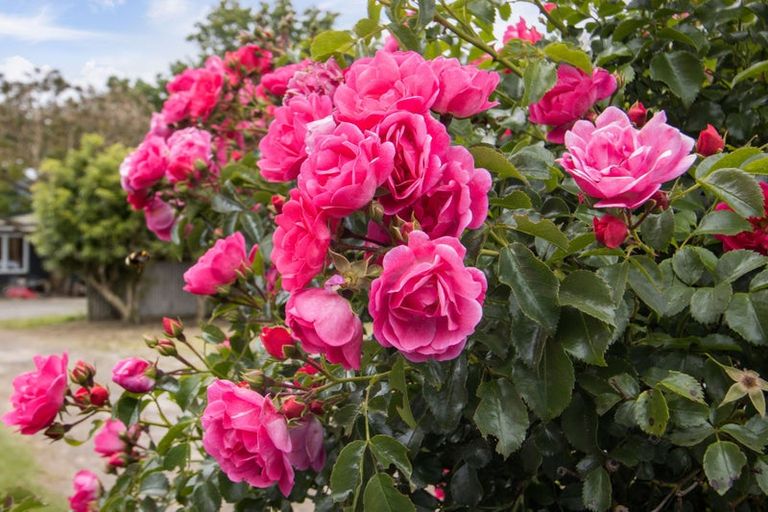 Photo of property in 75 Parry Palm Avenue, Waihi, 3610