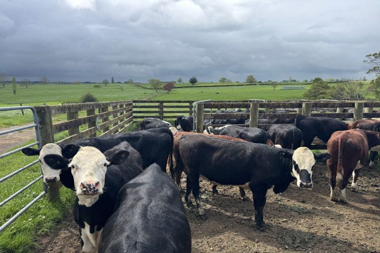 Photo of property in 106 Herbert Road, Mangateparu, Morrinsville, 3375