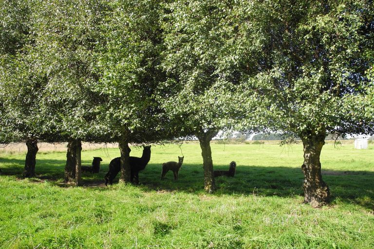 Photo of property in 85 Willowbridge Settlement Road, Waimate, 7980