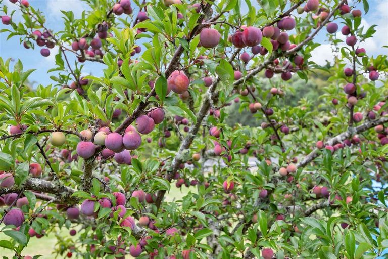 Photo of property in 10 Mccullough Road, Mangapai, Whangarei, 0178