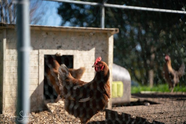 Photo of property in 133 Wearmouth Road, Paparoa, 0571