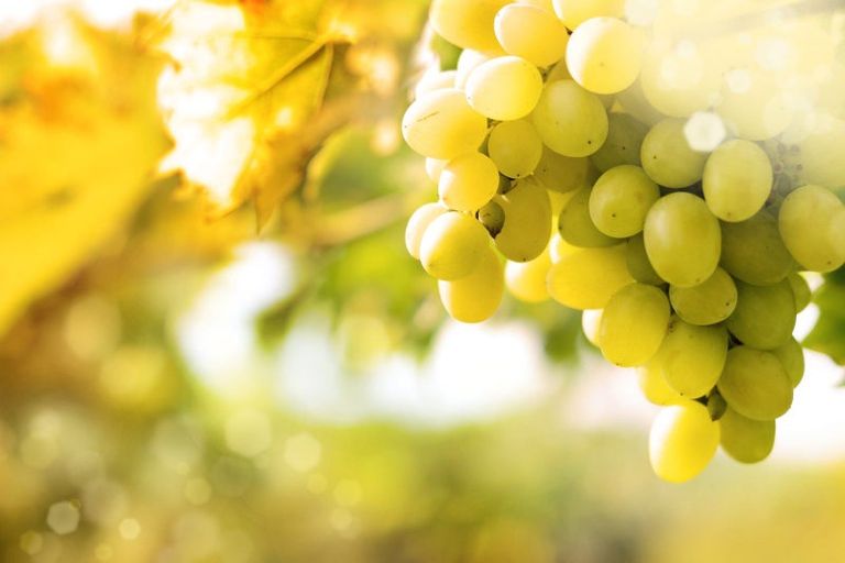 Photo of property in 49 Burgundy Drive, Martinborough, 5711