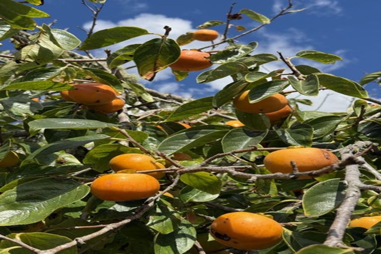 Photo of property in 126 Oneriri Road, Kaiwaka, 0573