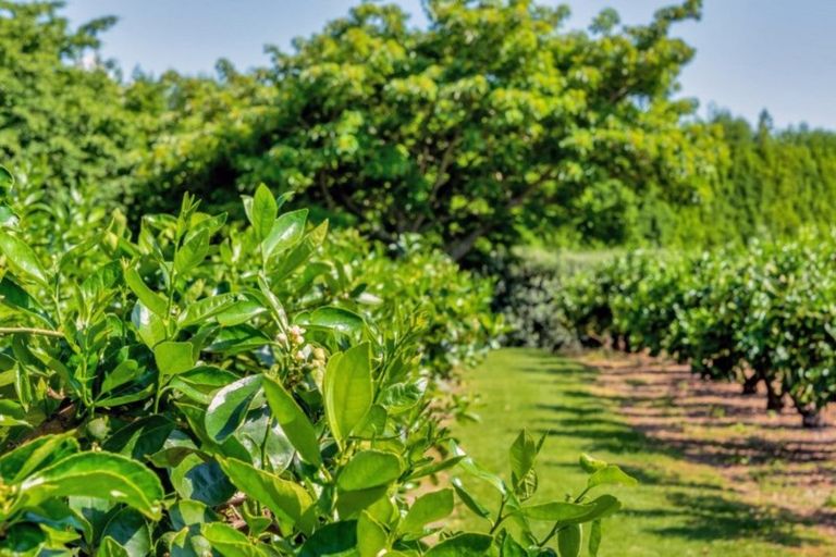 Photo of property in 99 Jess Road, Whakamarama, Tauranga, 3172