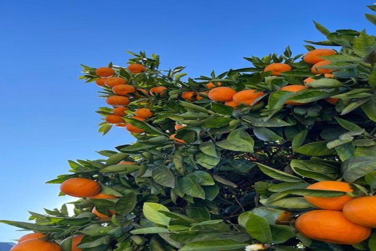 Photo of property in 5 Elliott Crescent, Havelock North, 4130