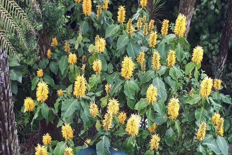 Photo of property in 5 Opahi Bay Road, Mahurangi West, Warkworth, 0983