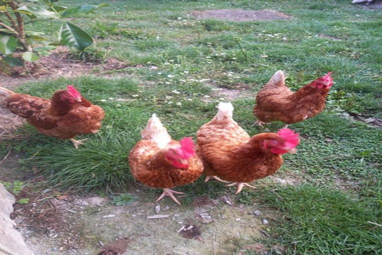 Photo of property in 37 Willow Lane, Maungaturoto, 0588