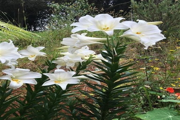 Photo of property in 29 Glen Bruce Place, Ngararatunua, Whangarei, 0176