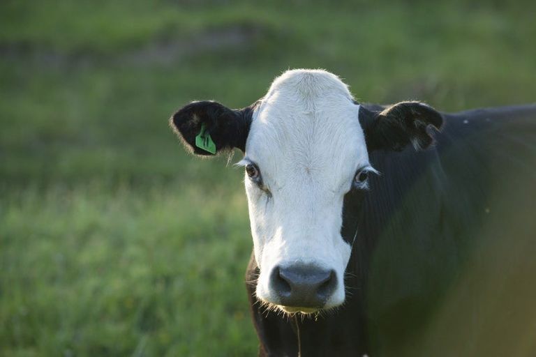 Photo of property in 749 Kanakanaia Road, Te Karaka, 4091