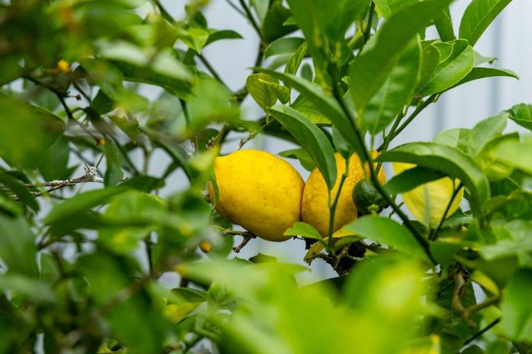 Photo of property in 16 Moana Place, Morrinsville, 3300