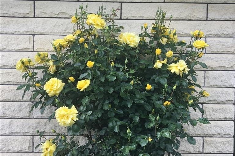 Photo of property in 13 Glassey Drive, Allenton, Ashburton, 7700