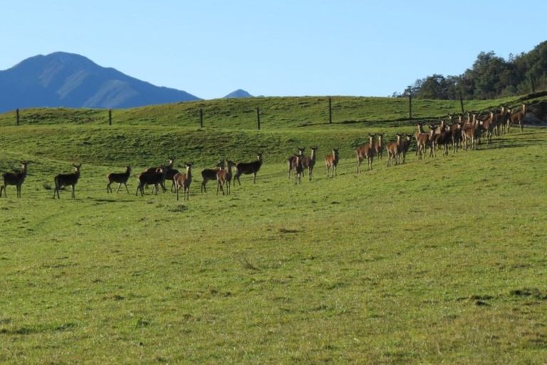 Photo of property in 4573 Shenandoah Highway, Maruia, Reefton, 7077