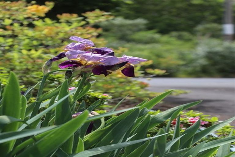 Photo of property in 145 Hall Road, Rangiriri, Te Kauwhata, 3782