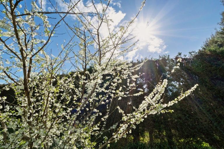 Photo of property in 186 Keenan Road, Pyes Pa, Tauranga, 3173