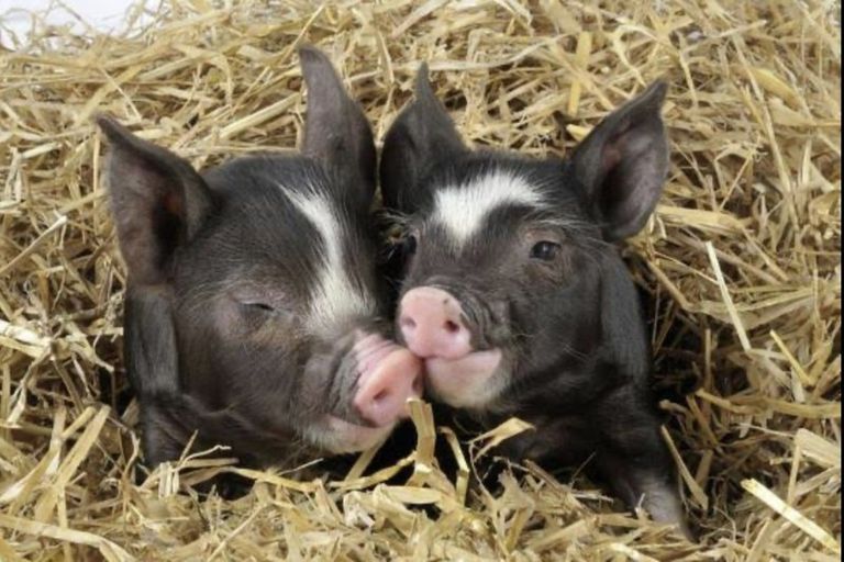 Photo of property in 1029 Ohariu Valley Road, Ohariu, Wellington, 6037