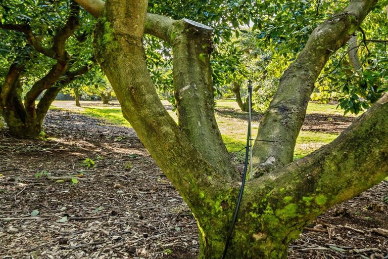 Photo of property in 237b Busby Road, Tahawai, Katikati, 3170