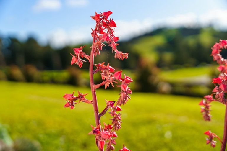 Photo of property in 23 Calla Street, Maungaturoto, 0520