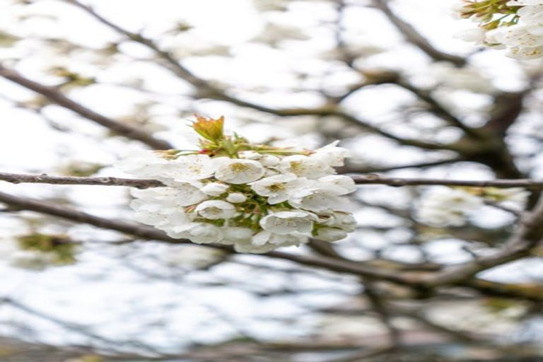 Photo of property in 77 Santa Rosa Avenue, Halswell, Christchurch, 8025